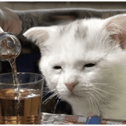 Gatitos tiernos😍
