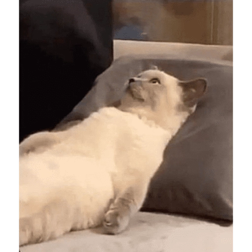 Gatitos tiernos😍
