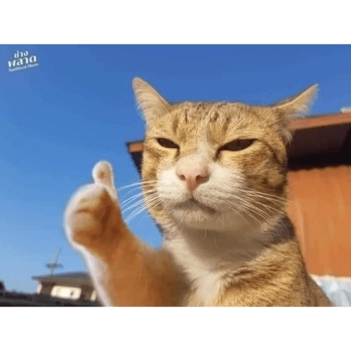 Gatitos tiernos😍
