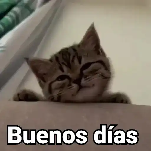 🤎Gatitos con Frases⓷🐈‍⬛😼
