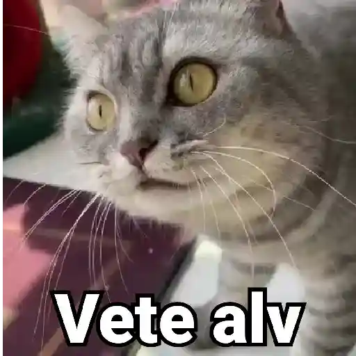 🤎Gatitos con Frases⓷🐈‍⬛😼
 preview