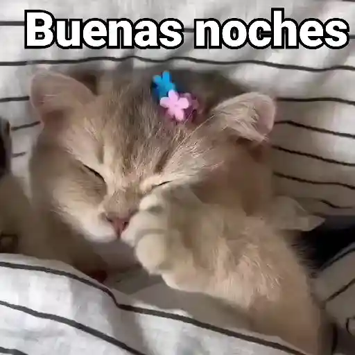 🤎Gatitos con Frases⓷🐈‍⬛😼
