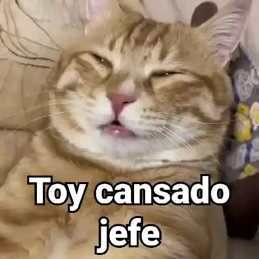 🤎Gatitos con Frases⓷🐈‍⬛😼
