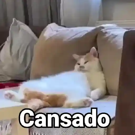 🤎Gatitos con Frases⓷🐈‍⬛😼
