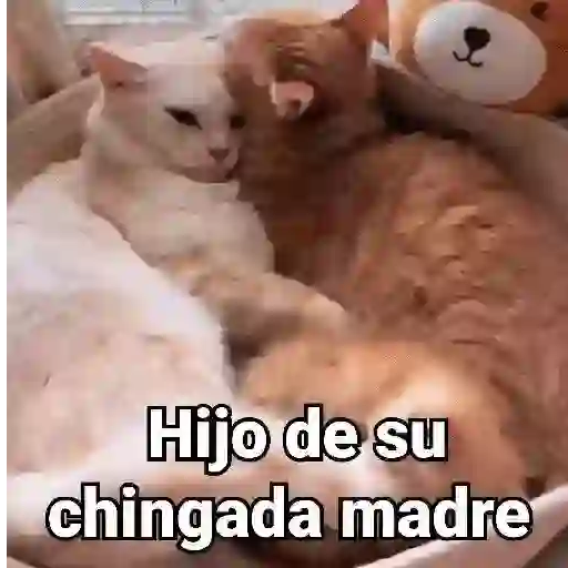 🤎Gatitos con Frases⓷🐈‍⬛😼
