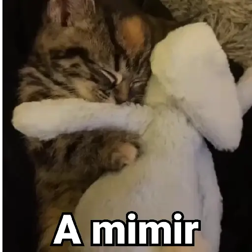 🤎Gatitos con Frases⓷🐈‍⬛😼
