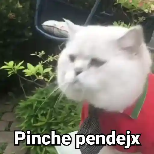 🤎Gatitos con Frases⓷🐈‍⬛😼
