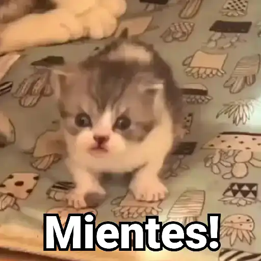 🤎Gatitos con Frases⓷🐈‍⬛😼
