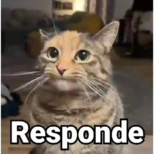 🤎Gatitos con Frases⓷🐈‍⬛😼
