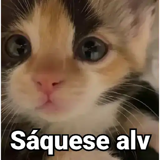🤎Gatitos con Frases⓷🐈‍⬛😼
