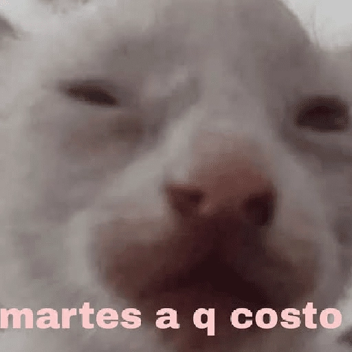 a ver tu cola 😎memes
