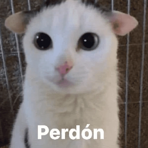a ver tu cola 😎memes
