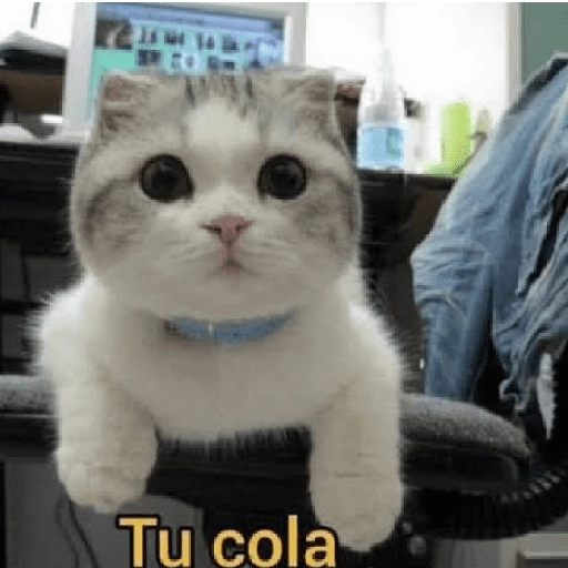 a ver tu cola 😎memes
