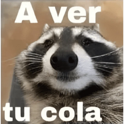 a ver tu cola 😎memes
