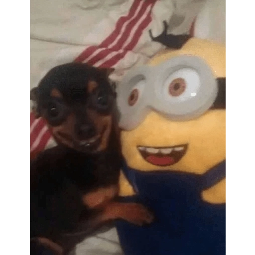 Minions Reacciones 💛
 preview