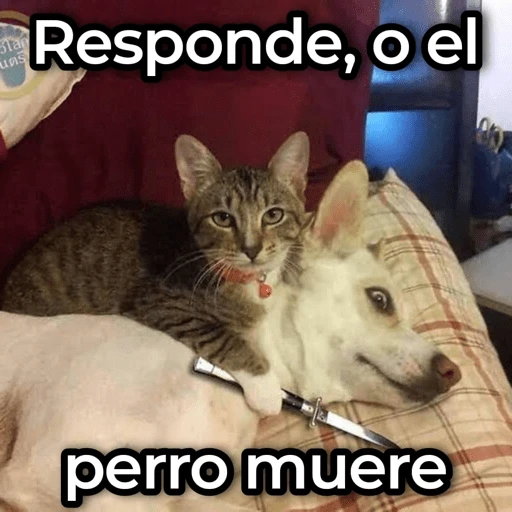 Mix de Animalitos! 🐶
