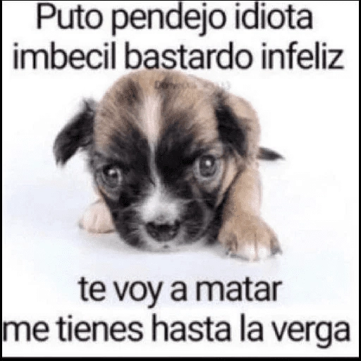 pipipiter la anguila memes 🤣
 preview