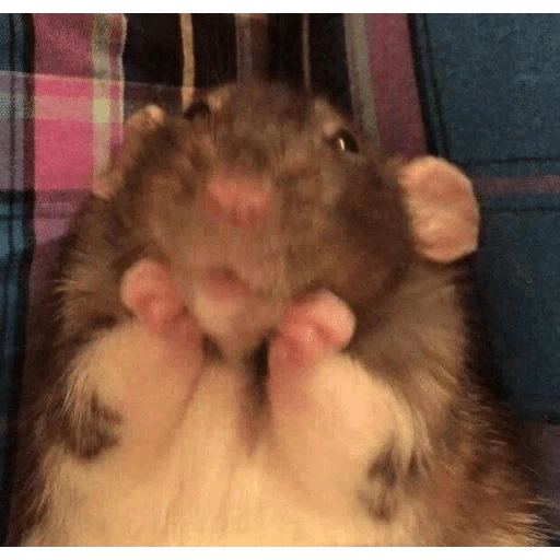 pipipiter la anguila memes 🤣
