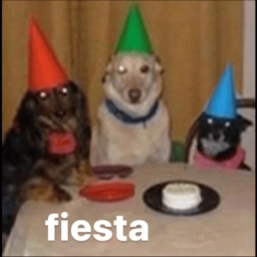 pipipiter la anguila memes 🤣
