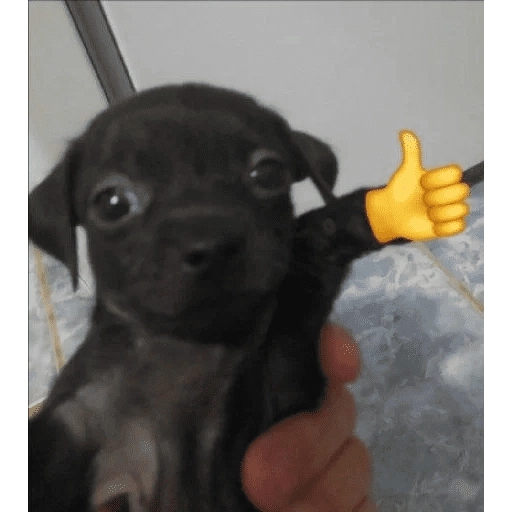pipipiter la anguila memes 🤣
