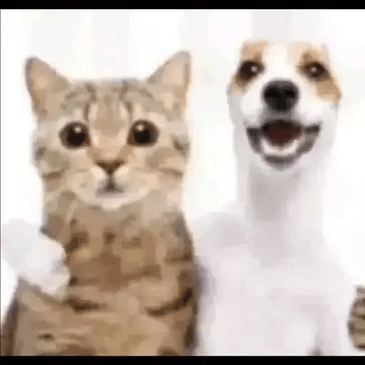 pipipiter la anguila memes 🤣
 preview