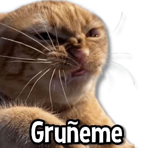 Gatitos pa tu Chat😺💗
 preview