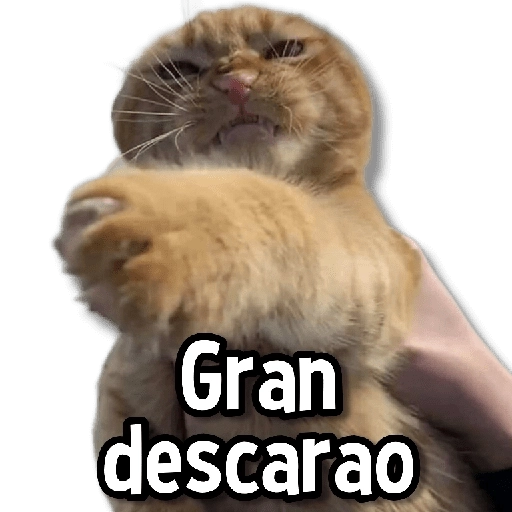 Gatitos pa tu Chat😺💗
