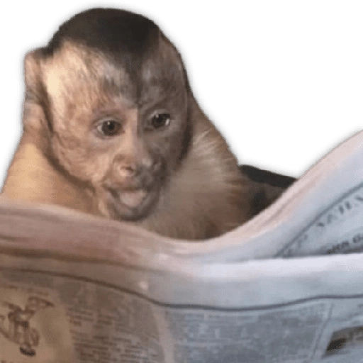 Monitos para reaccionar 🐵🐒🙈 
