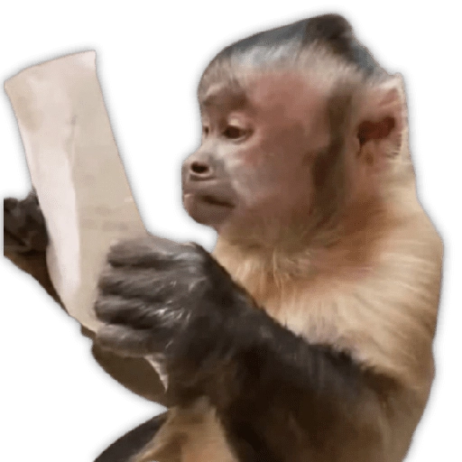 Monitos para reaccionar 🐵🐒🙈 
