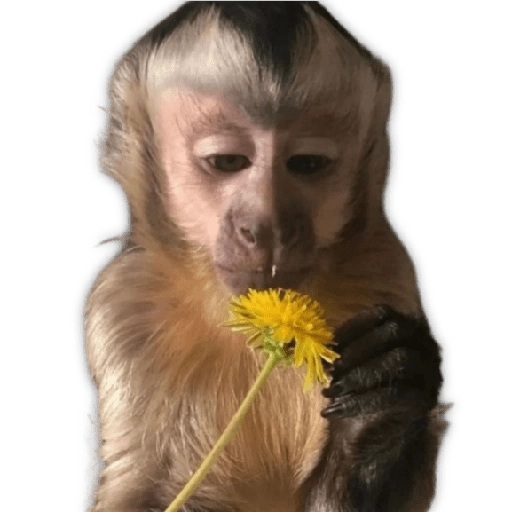 Monitos para reaccionar 🐵🐒🙈 
