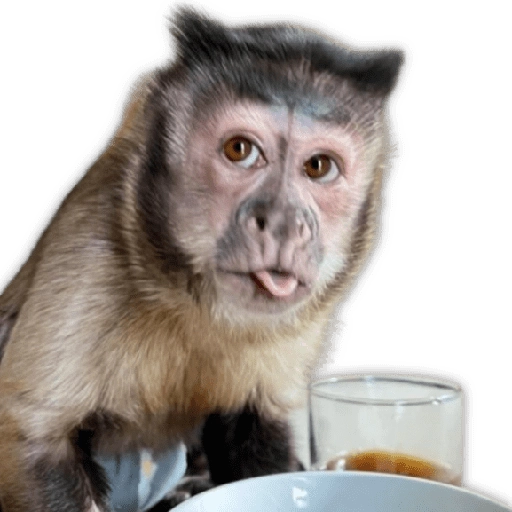 Monitos para reaccionar 🐵🐒🙈 
