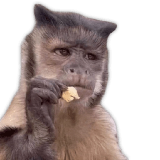 Monitos para reaccionar 🐵🐒🙈 
 preview