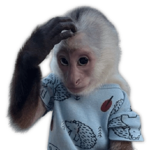 Monitos para reaccionar 🐵🐒🙈 
