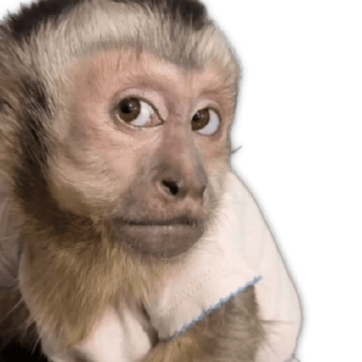 Monitos para reaccionar 🐵🐒🙈 
 preview