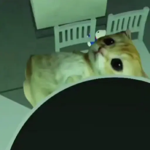 🐱 Gato Roblox 💫baile 😹💫 
 preview