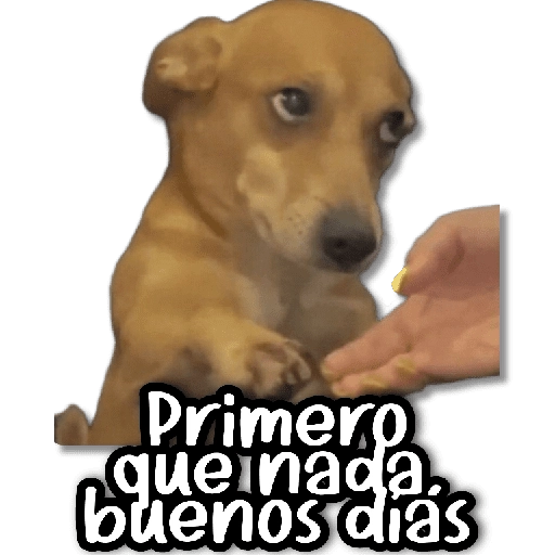 Michis & Perros #➊ 😹🐶