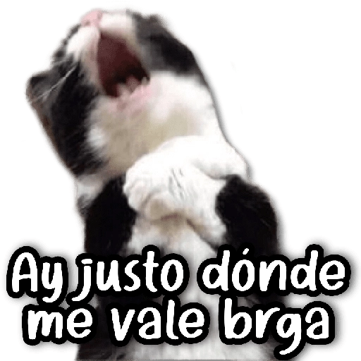 Michis & Perros #➊ 😹🐶