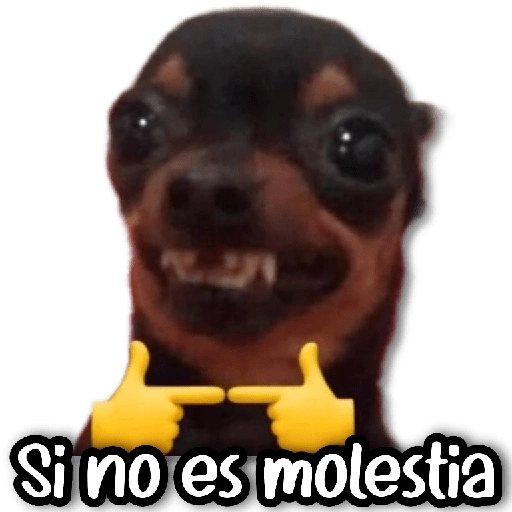 Michis & Perros #➊ 😹🐶