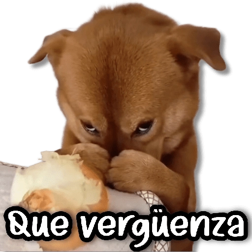 Michis & Perros #➊ 😹🐶
