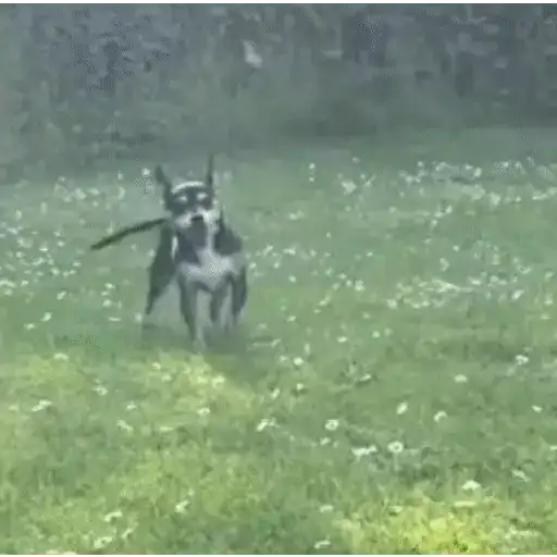 Tiktok Virales Mix 4😎🤙 
