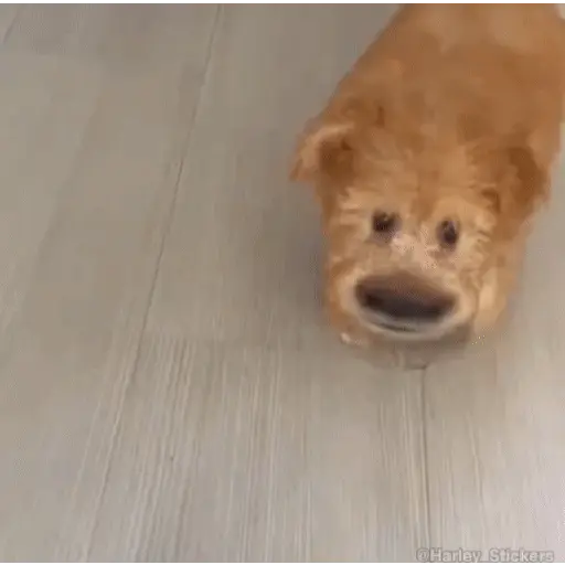 Tiktok Virales Mix 4😎🤙 
