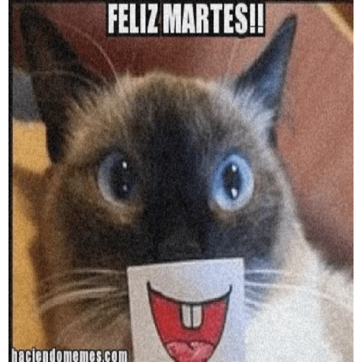 🤣¡Martes!😭 
