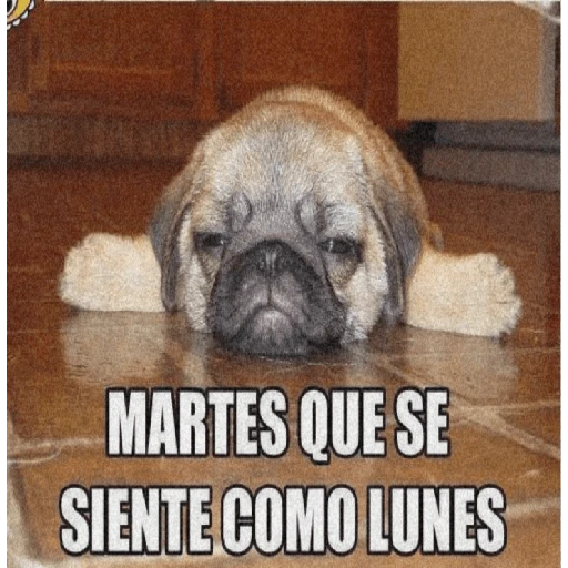 🤣¡Martes!😭 
