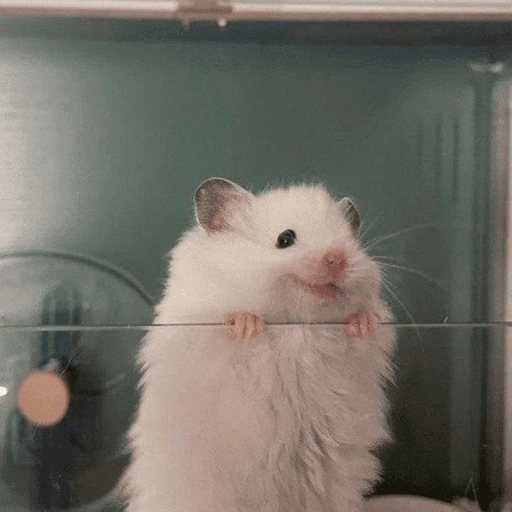 🐹Ratitas cutes🐹 
