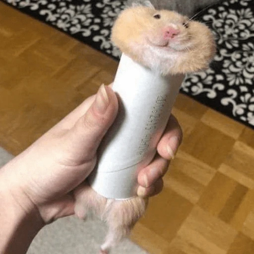 🐹Ratitas cutes🐹 
