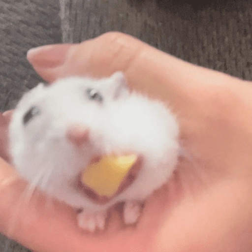 🐹Ratitas cutes🐹 
