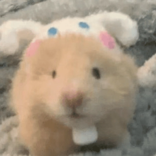 🐹Ratitas cutes🐹 
