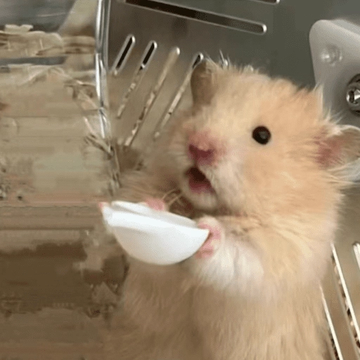 🐹Ratitas cutes🐹 
 preview