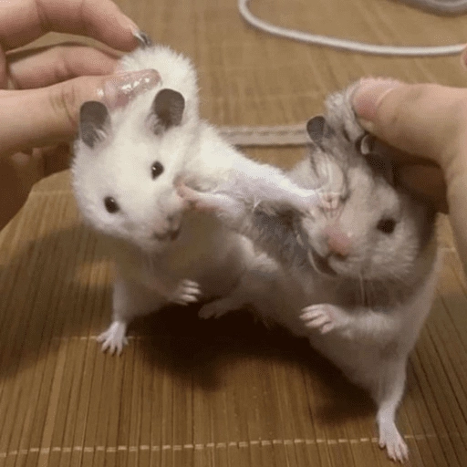 🐹Ratitas cutes🐹 
