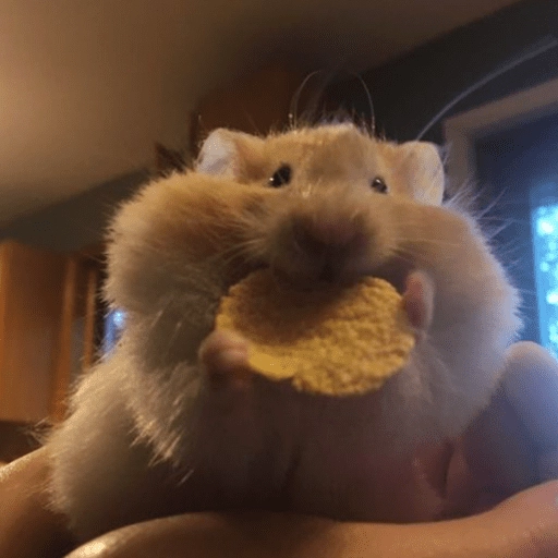 🐹Ratitas cutes🐹 
